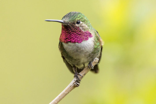 Broad Tailed Hummingbird