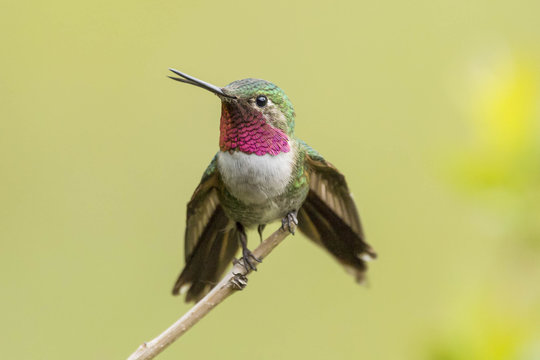 Broad Tailed Hummingbird