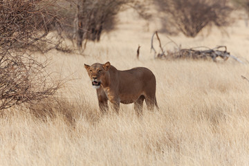 Lion  in Nature 