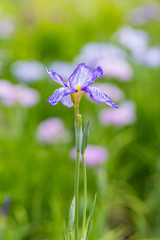 北山公園の花菖蒲