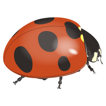 747 Best てんとうむし Images Stock Photos Vectors Adobe Stock