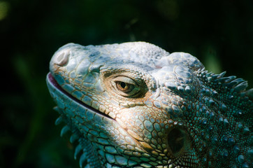 Fototapeta premium Green iguana shines under sunlight