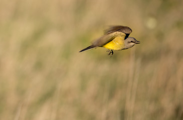 Western Kingbird