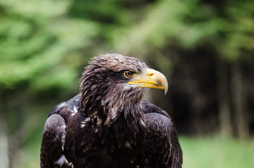 Obraz premium brown eagle stares at a distance