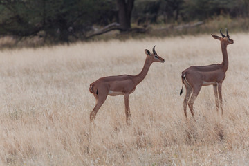 Springbok in Nature