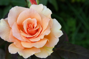 Orange Rose 'Brandy' left