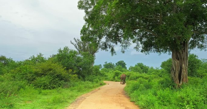 Wild asian elephant walks under large tree of savannah in Yala national park on rural dirt road. Traveling to Sri Lanka nature landscape