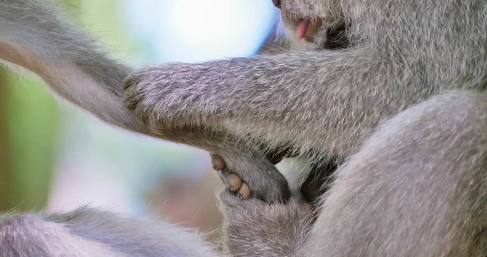 Close up of monkey hands clean fur from fleas and small infant baby macaque protected by mother in tropical forest in Bali, Indonesia. Wild asian animals nature scene