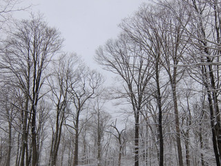 trees covered with snow in winter