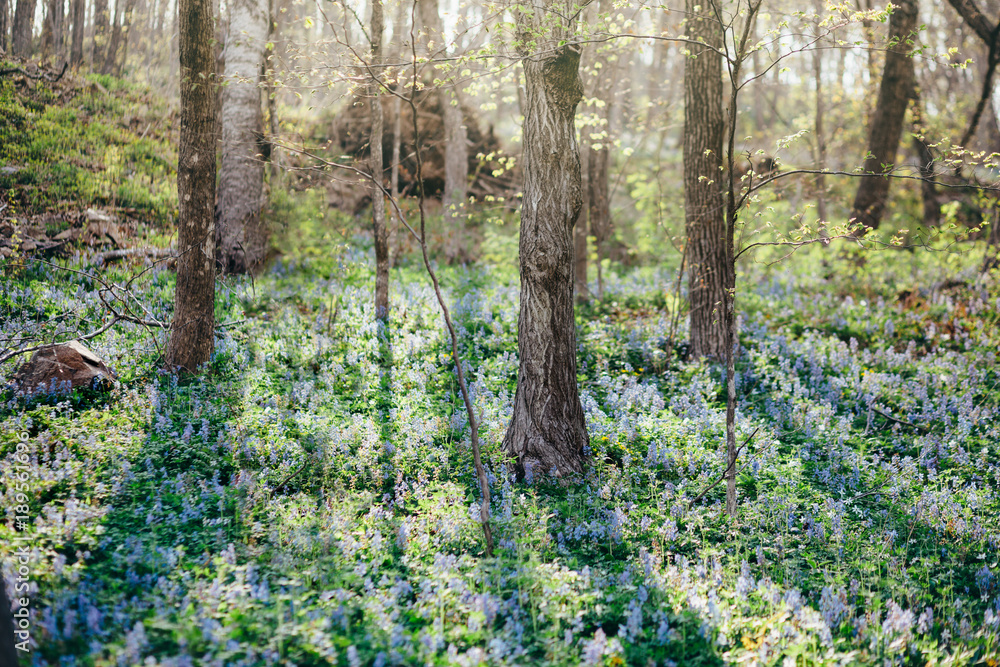 Wall mural Beautiful purple flowers in sping forest