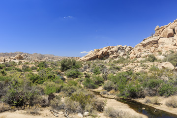 Landscape in Joshua Tree National Park