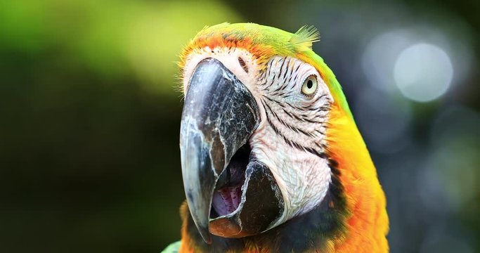 Amazonian Ara Macaw Parrot close up eyes and beak view. Vivid and colorful tropical bird 4K video