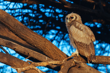 Owl in Nature 