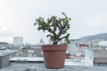 Fototapeta premium Árbol bonsái con ciudad de fondo