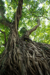 Old tree in the forest