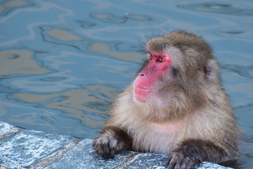 穏やかに入浴する猿