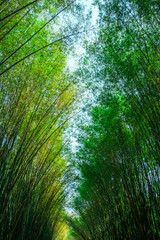 Fototapeta na wymiar Bamboo plant nature background
