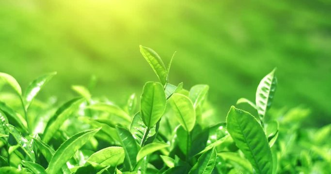 Wind moves and shakes fresh tea leaves frowing on green hills under sun light. Blurred bokeh background of indian nature