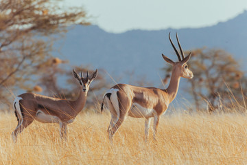 Springbok in Nature 