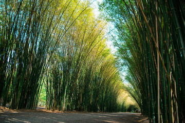 Fototapeta na wymiar Bamboo plant nature background