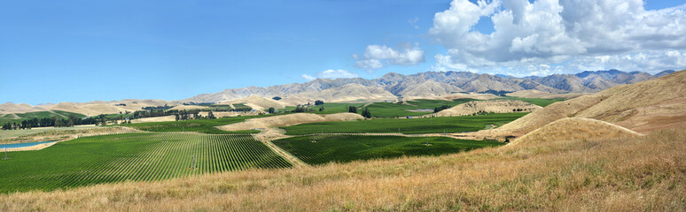 Sauvignon Blanc Grape Vines in Awatere Valley Marlborough New Zealand - obrazy, fototapety, plakaty