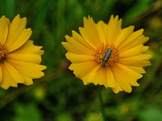 yellow daisy insect