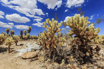 Fototapeta na wymiar Cholla Cactus Garden in Joshua Tree National Park