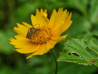 yellow daisy insect copulation