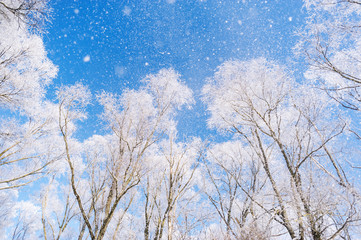 View to frozen top trees on blue sky background