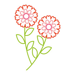 two flowers decorative spring image vector illustration color line design