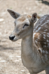 young deer