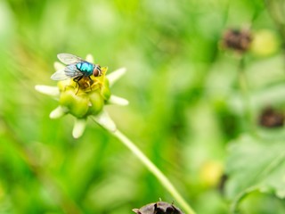 green fly in petal