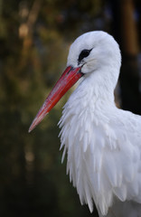 Stork