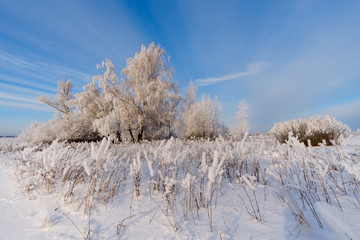 fabulous winter landscape with white trees