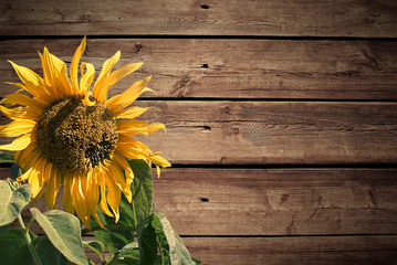 Bright flower of a sunflower on a wooden vintage background.