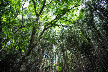 Fototapeta premium Okutama Japanese National Park 