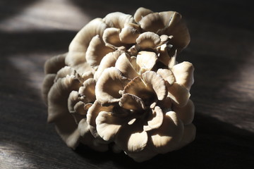The image of the Maitake mushroom