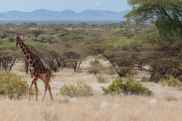 Giraffe in Nature