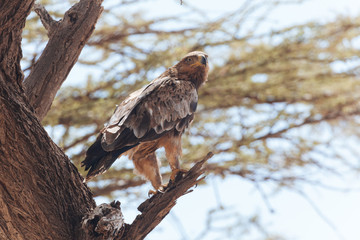 Bird of prey, Eagle 