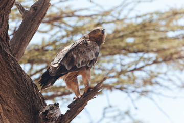 Bird of prey, Eagle 