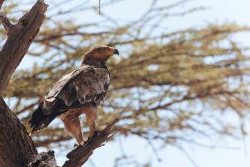 Bird of prey, Eagle 