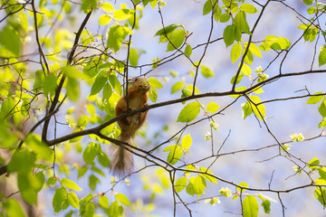 Fototapeta premium squirrel on a tree