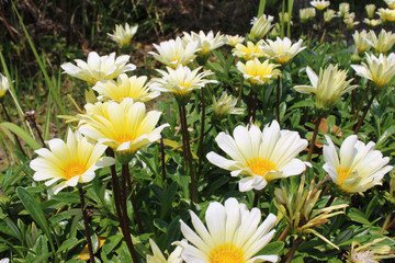 ガザニアの白い花
