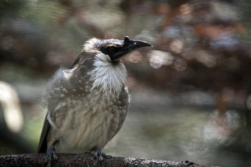 noisy friar bird