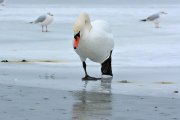 Mute Swan (Cygnus olor)