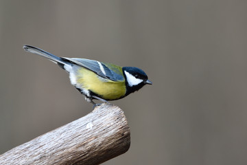 Great Tit (Parus major) on a Branch