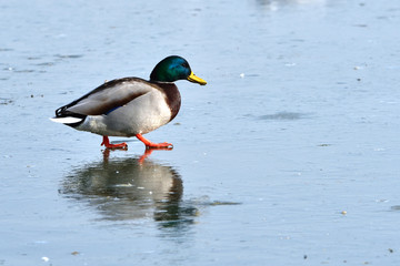 Mallard Duck (Anas platyrhynchos) on Ice