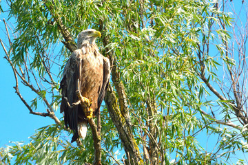 White Tailed Eagle (Haliaeetus albicilla)