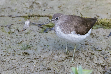 Wood sandpiper (Tringa glareola)