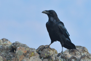Obraz premium Common raven (Corvus corax)